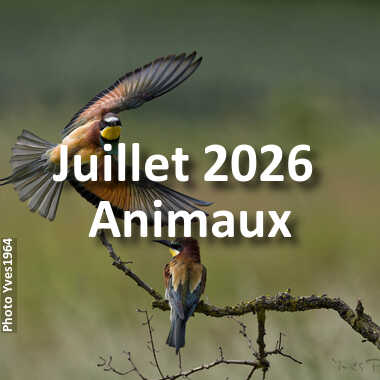 fotoduelo Juillet 2026 - Animaux