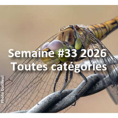 fotoduelo Semaine #33 2026 - Toutes catégories