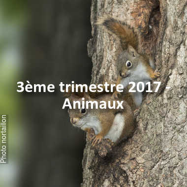 fotoduelo 3ème trimestre 2017 - Animaux