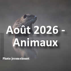 fotoduelo Août 2026 - Animaux