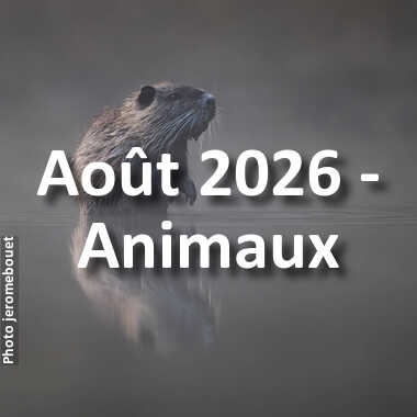 fotoduelo Août 2026 - Animaux