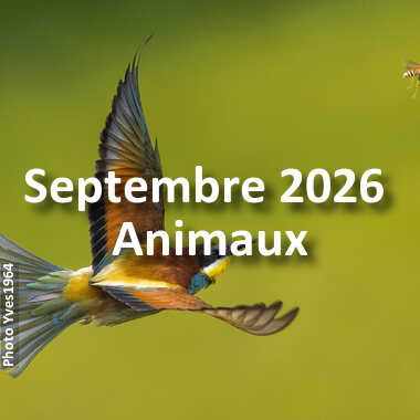fotoduelo Septembre 2026 - Animaux