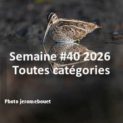 fotoduelo Semaine #40 2026 - Toutes catégories