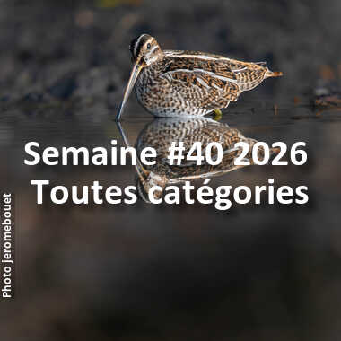 fotoduelo Semaine #40 2026 - Toutes catégories