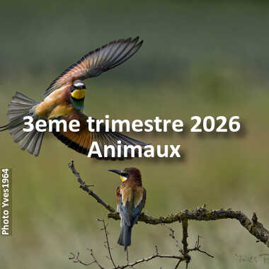 fotoduelo 3eme trimestre 2026 - Animaux