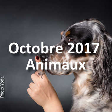 fotoduelo Octobre 2017 - Animaux