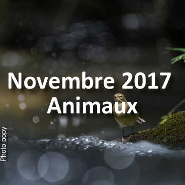 fotoduelo Novembre 2017 - Animaux