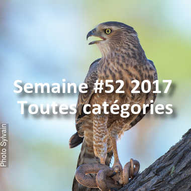 fotoduelo Semaine #52 2017 - Toutes catégories