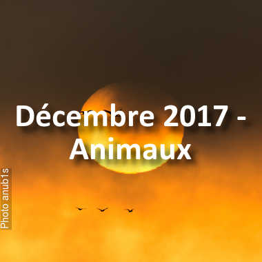 fotoduelo Décembre 2017 - Animaux