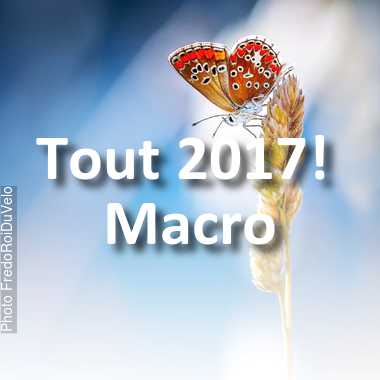 fotoduelo Tout 2017! - Macro