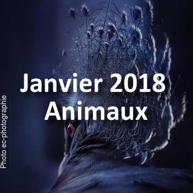 fotoduelo Janvier 2018 - Animaux