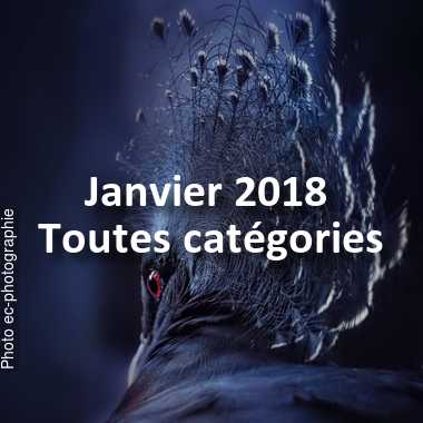 fotoduelo Janvier 2018 - Toutes catégories
