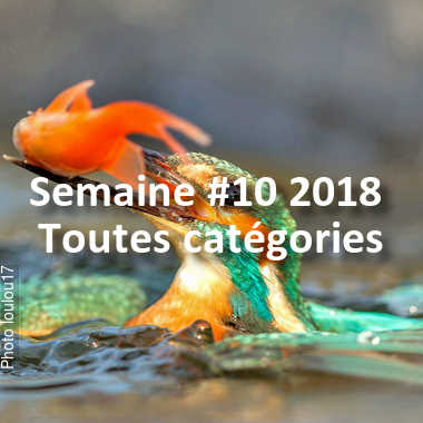 fotoduelo Semaine #10 2018 - Toutes catégories