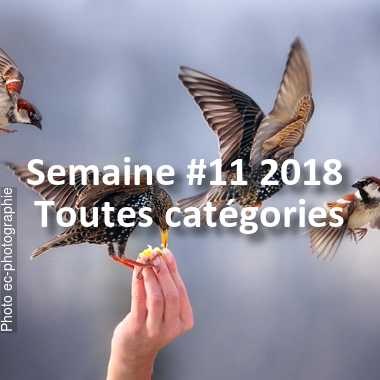 fotoduelo Semaine #11 2018 - Toutes catégories