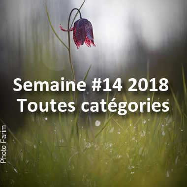 fotoduelo Semaine #14 2018 - Toutes catégories