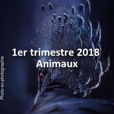 fotoduelo 1er trimestre 2018 - Animaux
