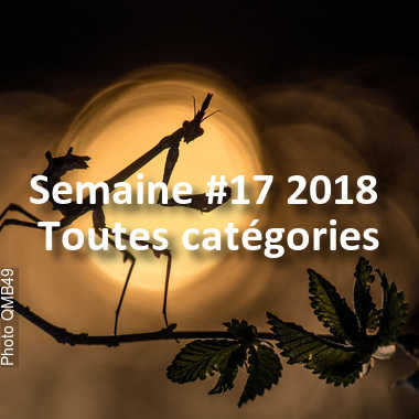 fotoduelo Semaine #17 2018 - Toutes catégories