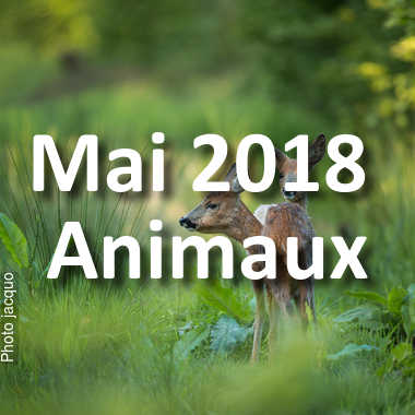 fotoduelo Mai 2018 - Animaux