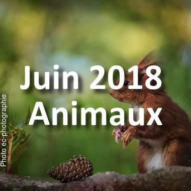 fotoduelo Juin 2018 - Animaux