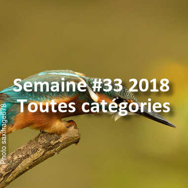 fotoduelo Semaine #33 2018 - Toutes catégories