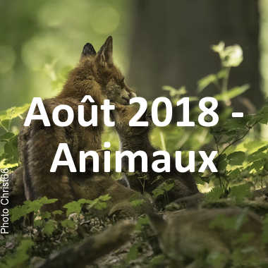 fotoduelo Août 2018 - Animaux