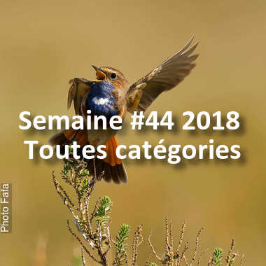 fotoduelo Semaine #44 2018 - Toutes catégories