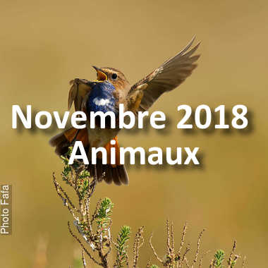 fotoduelo Novembre 2018 - Animaux