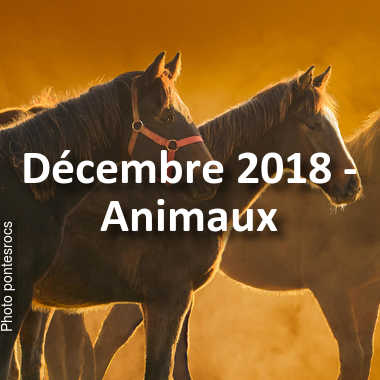 fotoduelo Décembre 2018 - Animaux