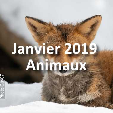 fotoduelo Janvier 2019 - Animaux