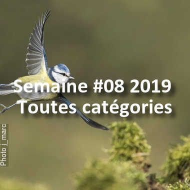 fotoduelo Semaine #08 2019 - Toutes catégories