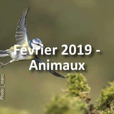 fotoduelo Février 2019 - Animaux