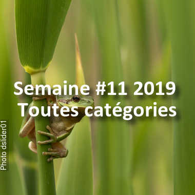 fotoduelo Semaine #11 2019 - Toutes catégories