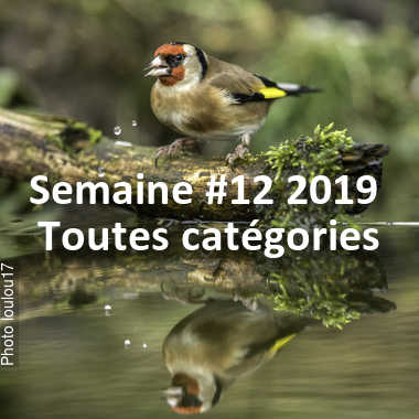 fotoduelo Semaine #12 2019 - Toutes catégories