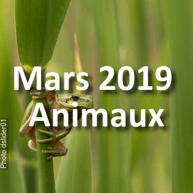 fotoduelo Mars 2019 - Animaux