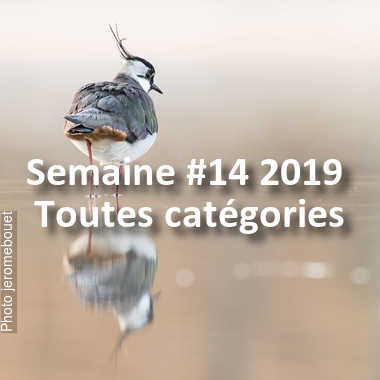 fotoduelo Semaine #14 2019 - Toutes catégories