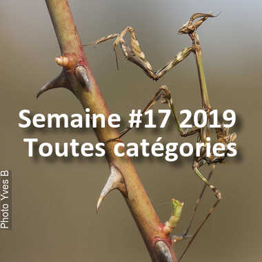 fotoduelo Semaine #17 2019 - Toutes catégories