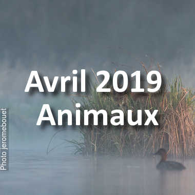 fotoduelo Avril 2019 - Animaux