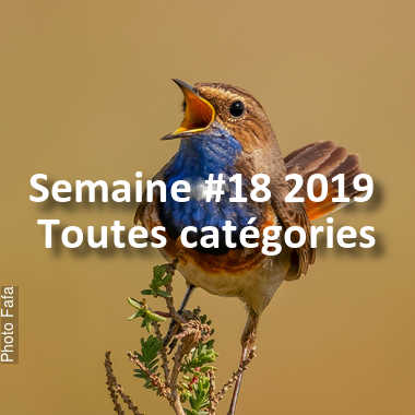 fotoduelo Semaine #18 2019 - Toutes catégories