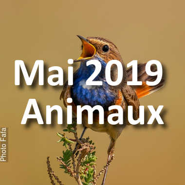 fotoduelo Mai 2019 - Animaux