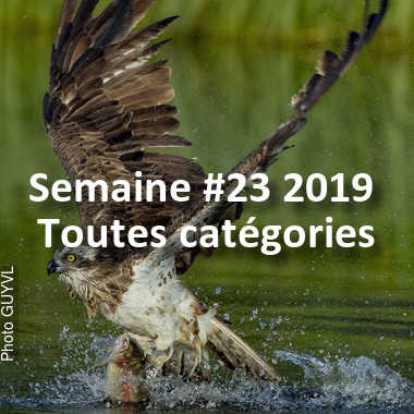 fotoduelo Semaine #23 2019 - Toutes catégories