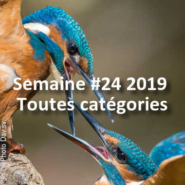 fotoduelo Semaine #24 2019 - Toutes catégories