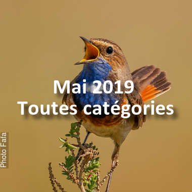 fotoduelo Mai 2019 - Toutes catégories