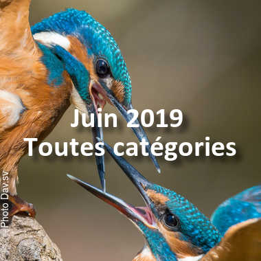 fotoduelo Juin 2019 - Toutes catégories
