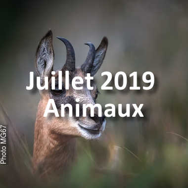 fotoduelo Juillet 2019 - Animaux