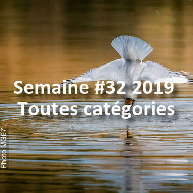 fotoduelo Semaine #32 2019 - Toutes catégories