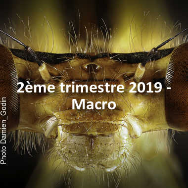 fotoduelo 2ème trimestre 2019 - Macro