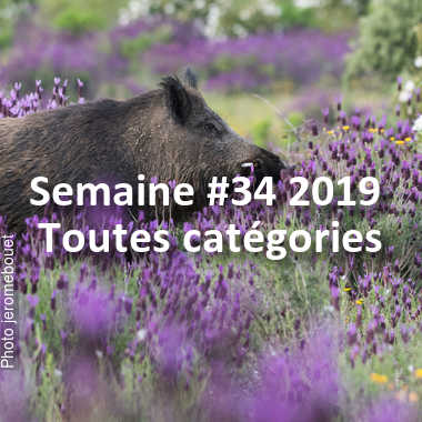 fotoduelo Semaine #34 2019 - Toutes catégories