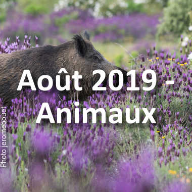 fotoduelo Août 2019 - Animaux