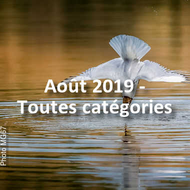 fotoduelo Août 2019 - Toutes catégories