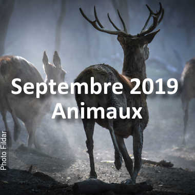 fotoduelo Septembre 2019 - Animaux